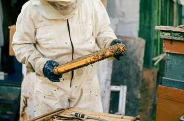 Male beekeeper in white suit holding a frame with honeycombs