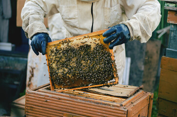 Male beekeeper in white suit holding a frame with honeycombs