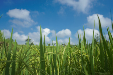 Java Rice Field.