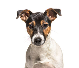 Head shot of tri-color Jack Russell Terrier dog, Isolated on white
