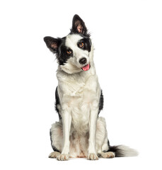 sitting and Panting Border collie dog wearing a collar, isolated