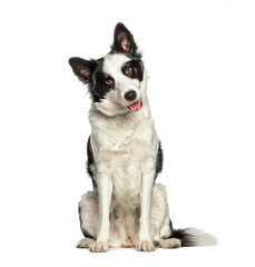 Fototapeta premium sitting and Panting Border collie dog wearing a collar, isolated