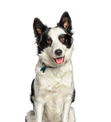 Panting Border collie dog wearing a collar, isolated on white