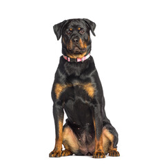 Rottweiler wearing a ping dog collar, sitting, isolated on white
