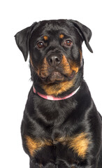 Portrait Rottweiler wearing a pink dog collar, isolated on white