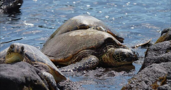 Three green sea turtles on a black sand beach in hawaii