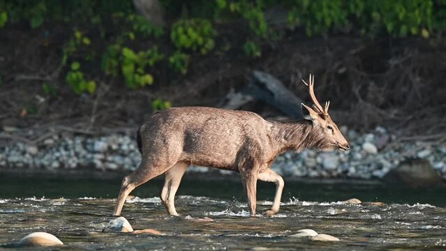 full shot of alert male sambar deer or rusa unicolor side profile walking or crossing ramganga river water in winter morning light at dhikala zone of jim corbett national park uttarakhand india asia