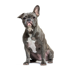 Young grey french Bulldog sitting in front