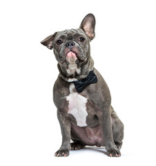 Young grey french Bulldog sitting in front wearing a dog collar