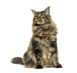 Maine coon cat sitting in front, looking up away, isolated