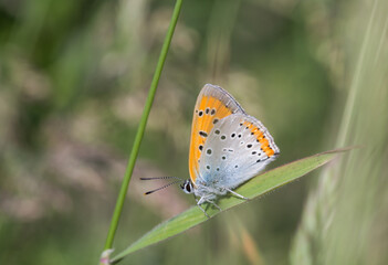 Motyl czerwończyk nieparek na źdźble trawy