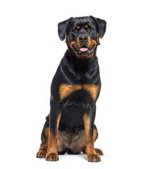 Black and tan Young Rottweiler panting, isolated on white