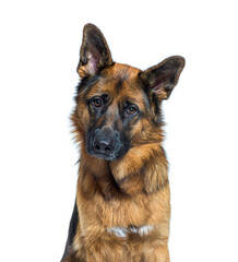 Close-up portrait head of a German Shepherd, isolated on white