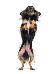 Black Chihuahua begging on its hind legs, looking up, isolated