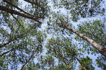 Fototapeta premium Pine forest in Petchabun Thailand walking track in late Winter from ant's eye view.