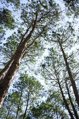 Pine forest in Petchabun Thailand walking track in late Winter from ant's eye view.