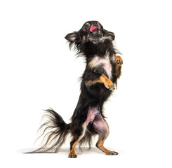 Black Chihuahua begging on its hind legs licking its self, looking up, isolated