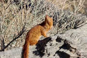 Slender Mongoose in the Kgalagadi