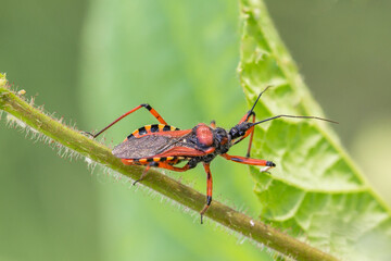 Pluskwiak srogoń baldaszkowiec na łące