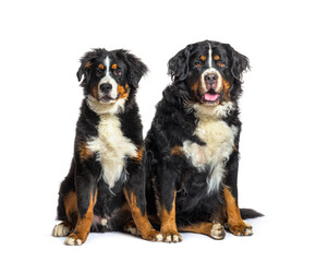 Young and old Bernese mountain dogs sitting together, isolated o