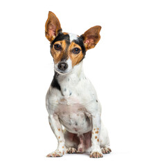 Portrait of a Tri-color Jack Russel Terrier sitting and looking