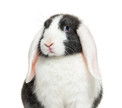 Portrait of a Black and white lop rabbit blue eyed, isolated