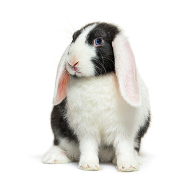 Black and white lop rabbit blue eyed