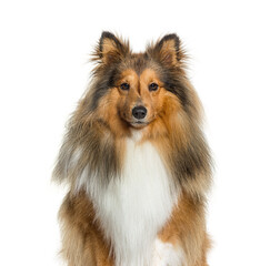 Close-up, portrait, of a Sheltie dog looking at the camera, isol