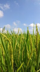 Fototapeta premium Paddy Life.