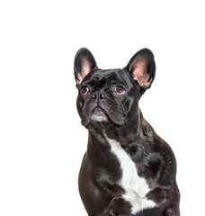 Portrait, head shot of a French Bulldog looking up, isolated on
