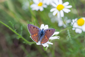 Motyl czerwończyk zamgleniec na łące