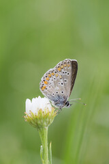 Piękny motyl na zielonym tle © Henryk Guziak