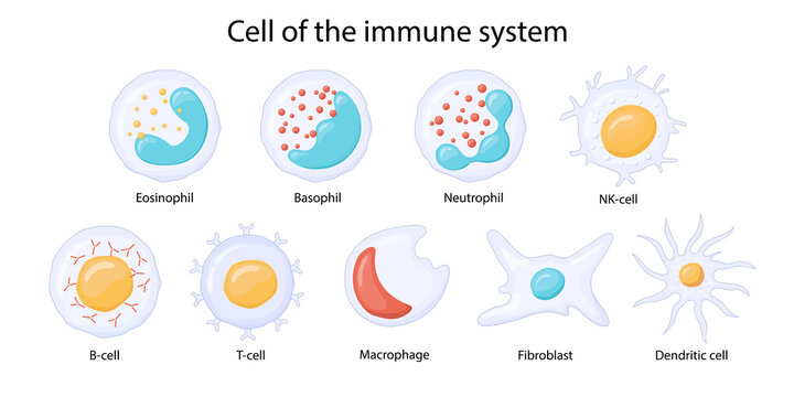 cells of the immune system. Leukocytes or white blood cells Eosinophils, neutrophils, basophils, macrophages, fibroblasts, and dendritic cells.