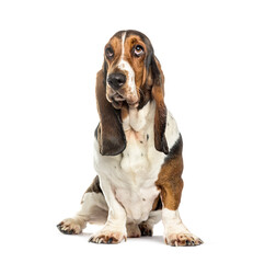 Basset hound, isolated on white