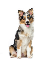 Sitting and panting Bleu merle border collie, isolated on white