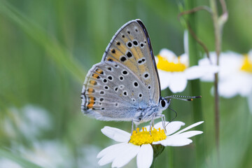 Motyl czerwończyk zamgleniec na rumianku