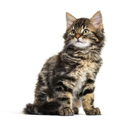 Maine Coon kitten nine weeks old, sitting isolated on white