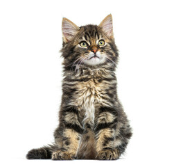Maine Coon kitten nine weeks old, sitting isolated on white
