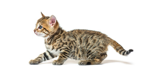 Bengal cat kitten, six weeks old, isolated on white