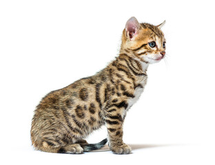 Fototapeta premium Bengal cat kitten sitting, six weeks old, isolated on white
