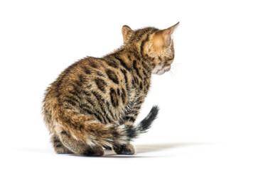 rear view of a bengal cat kitten looking backwards, six weeks ol © Eric Isselée