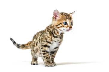 Bengal cat kitten standing in front, six weeks old, isolated on