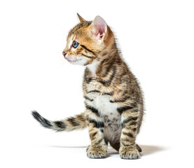 Bengal cat kitten sitting and looking away, six weeks old, isola