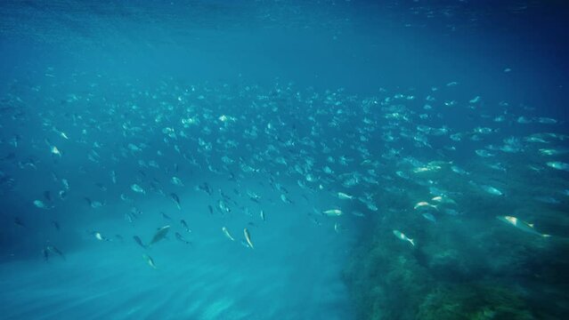 School of fish in the ocean 