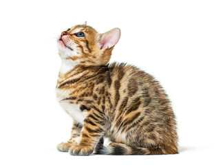 Bengal cat kitten looking up,  six weeks old, isolated on white