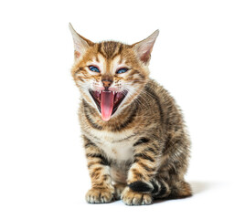 bengal cat kitten making a face and showing its roughness tongue, five weeks old, isolated on white © Eric Isselée