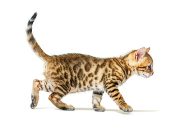 Walking bengal cat kitten, six weeks old, isolated on white