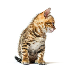 Bengal cat kitten looking away,  six weeks old, isolated on whit