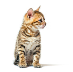 Bengal cat kitten sitting and looking away, six weeks old, isola