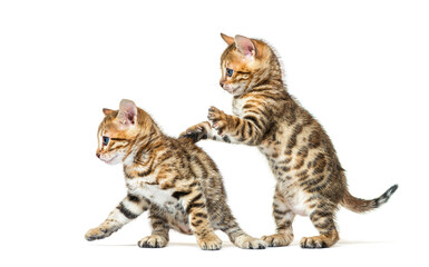 Two bengal cat kittens playing together, six weeks old, isolated on white